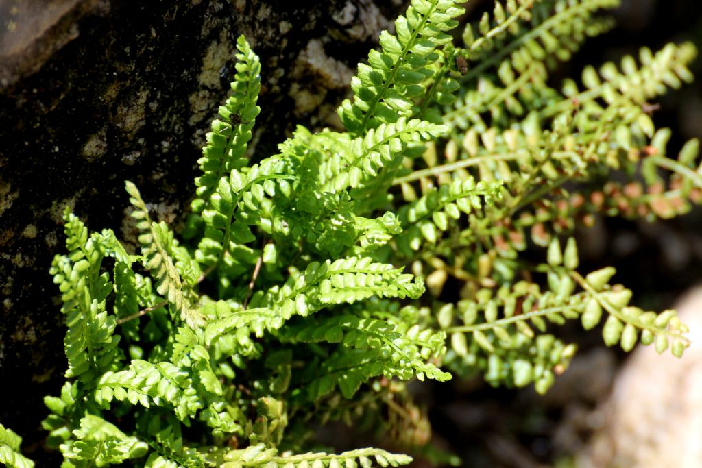 Asplenium viride